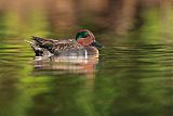 Green-winged Tealborder=